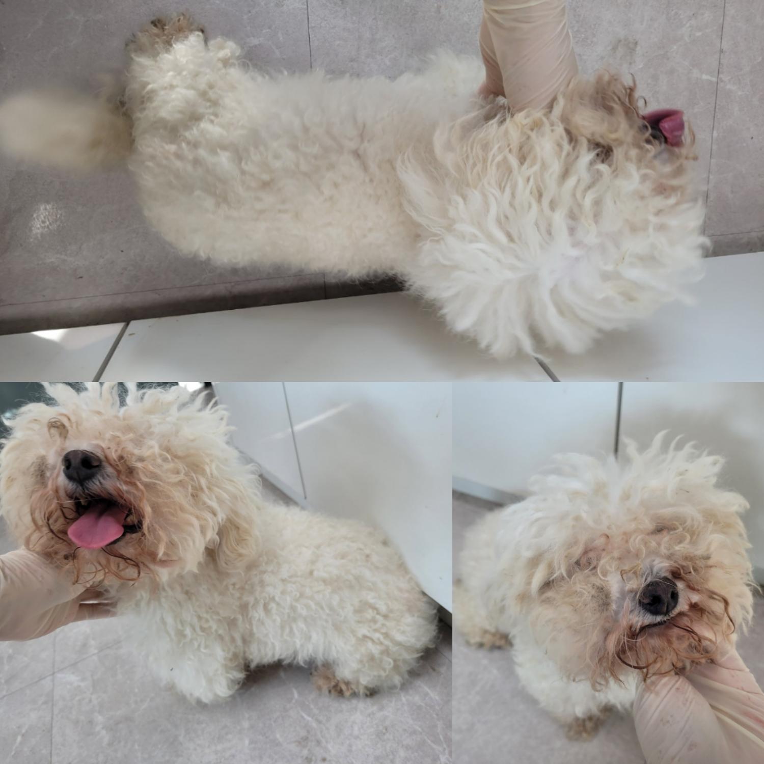 비숑 프리제 이미지 파일 입니다.